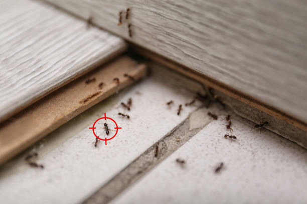 Best Flea Control Services  in East Valley, NV