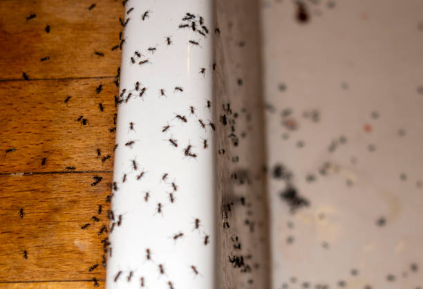 Best Pest Control for Restaurants  in East Valley, NV